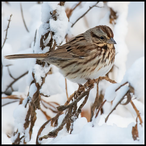Song Sparrow