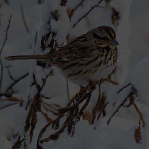 Song Sparrow