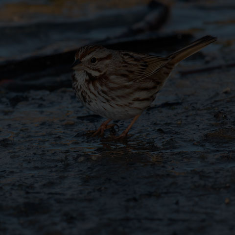 Song Sparrow