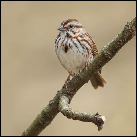 Song Sparrow