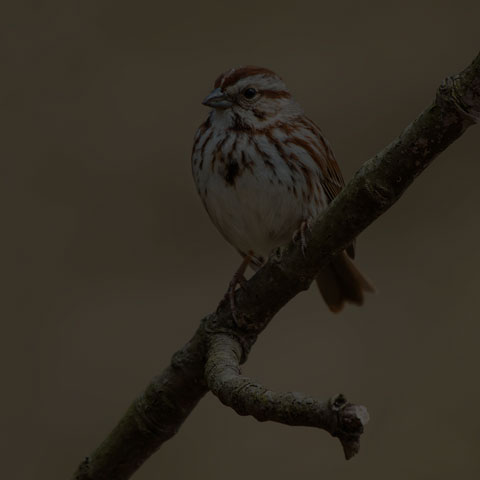 Song Sparrow
