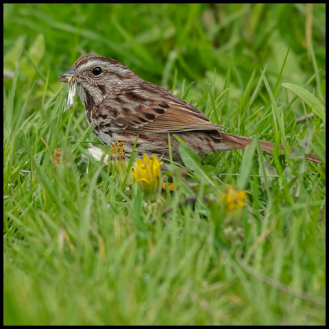 Song Sparrow