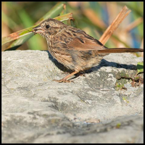 Song Sparrow