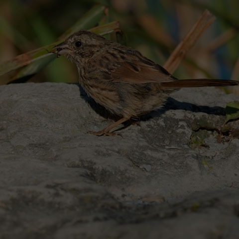 Song Sparrow
