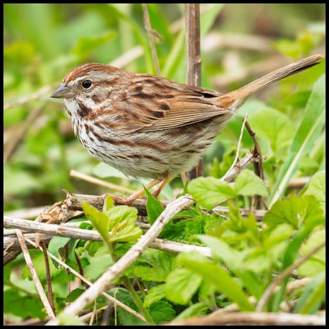 Song Sparrow