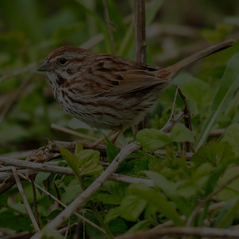 Song Sparrow