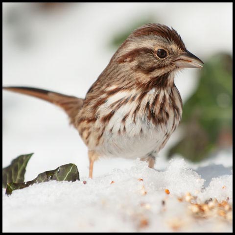 Song Sparrow