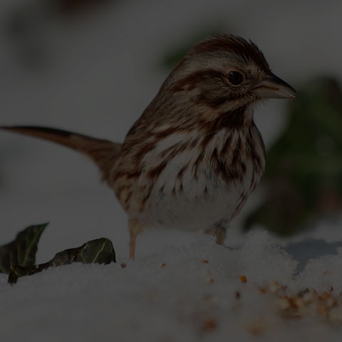 Song Sparrow