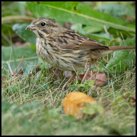 Song Sparrow