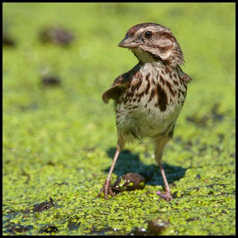 Song Sparrow