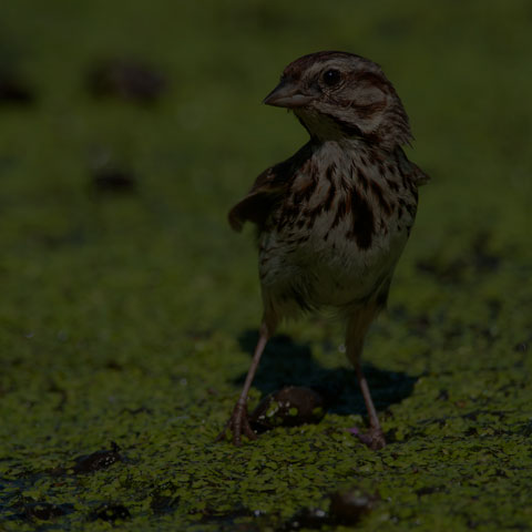 Song Sparrow