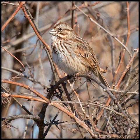Song Sparrow