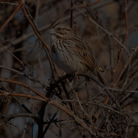 Song Sparrow