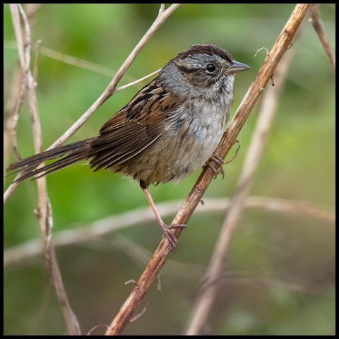 Swamp Sparrow