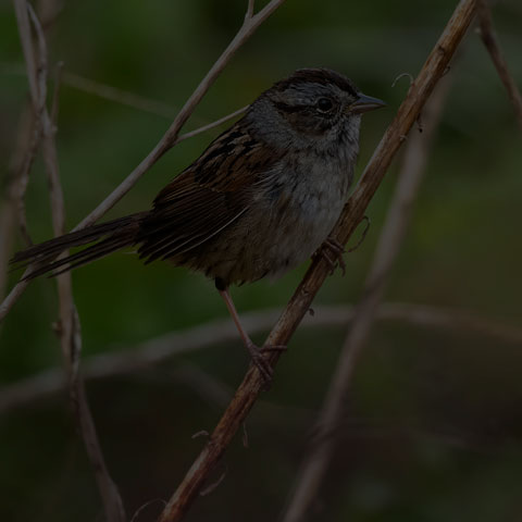 Swamp Sparrow