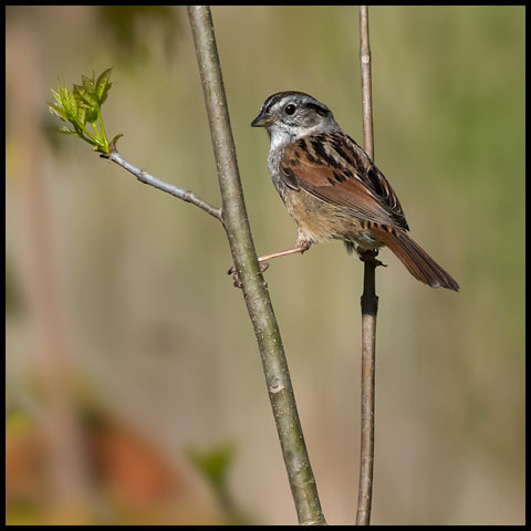 Swamp Sparrow