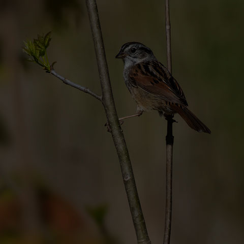 Swamp Sparrow