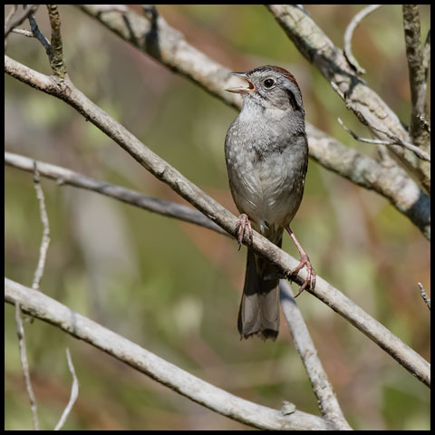 Swamp Sparrow