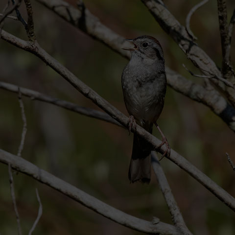 Swamp Sparrow