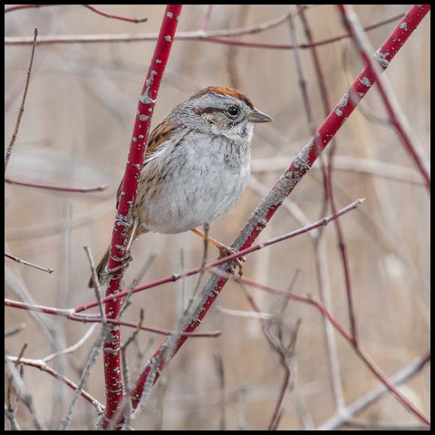 Swamp Sparrow