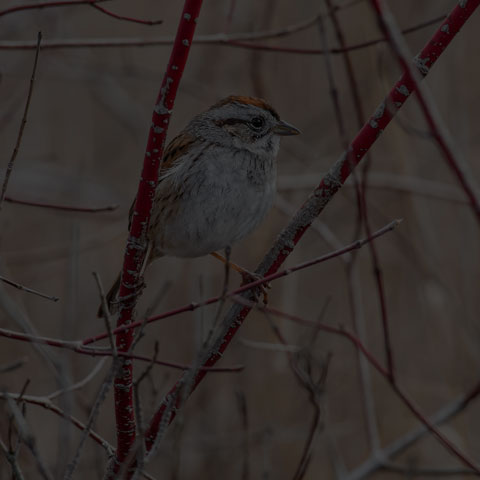 Swamp Sparrow
