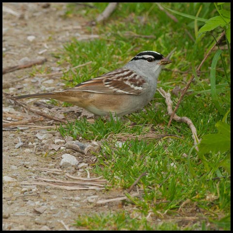 White-crowned Sparrow
