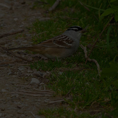 White-crowned Sparrow