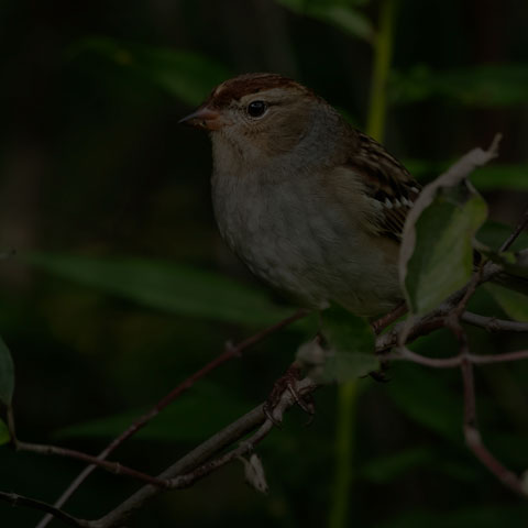White-crowned Sparrow