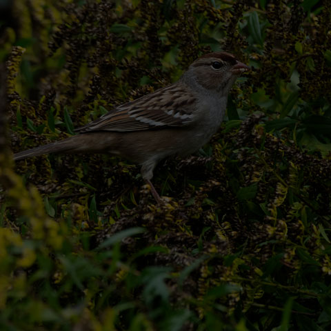 White-crowned Sparrow
