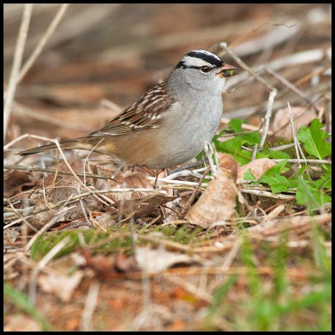 White-crowned Sparrow