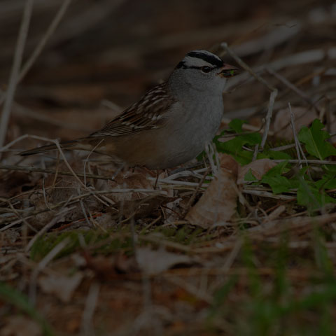 White-crowned Sparrow