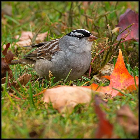 White-crowned Sparrow