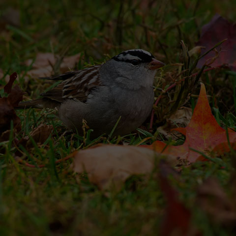 White-crowned Sparrow