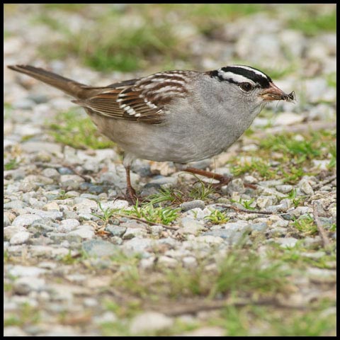 White-crowned Sparrow