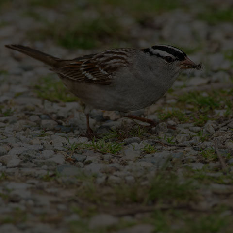 White-crowned Sparrow
