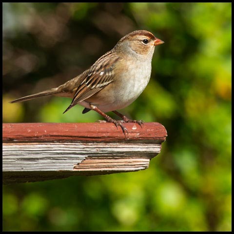 White-crowned Sparrow
