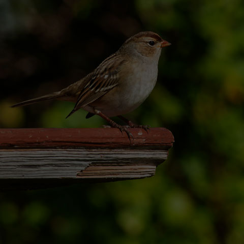 White-crowned Sparrow