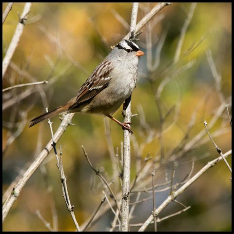 White-crowned Sparrow