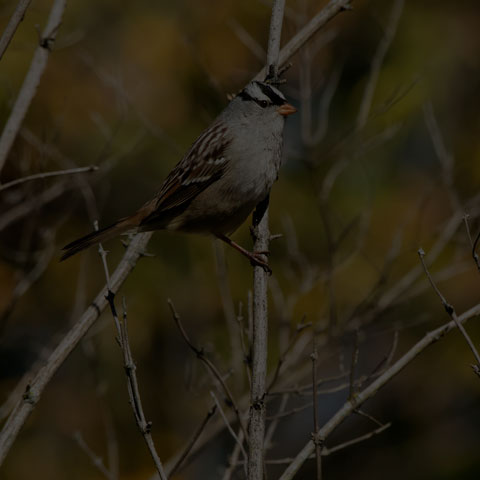 White-crowned Sparrow