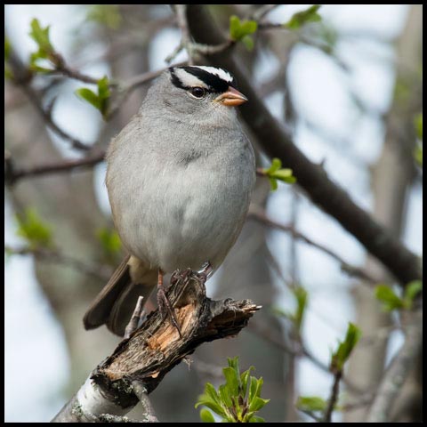 White-crowned Sparrow