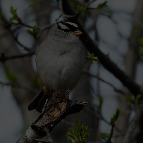 White-crowned Sparrow
