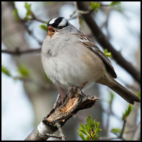 White-crowned Sparrow