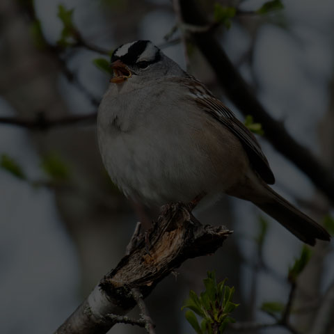 White-crowned Sparrow