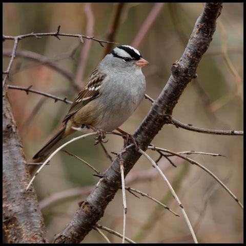 White-crowned Sparrow