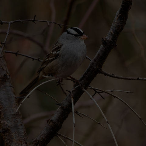 White-crowned Sparrow
