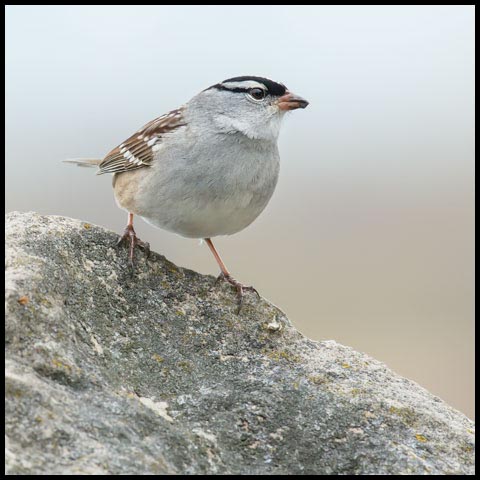White-crowned Sparrow