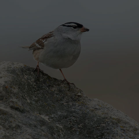 White-crowned Sparrow