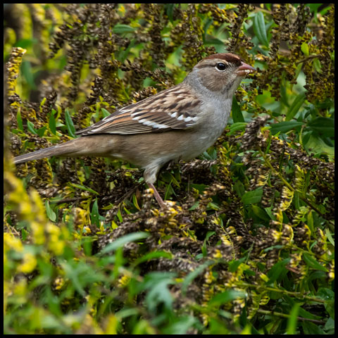 White-crowned Sparrow