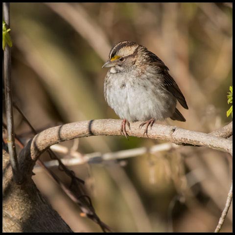 White-throated Sparrow