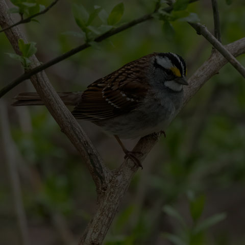 White-throated Sparrow